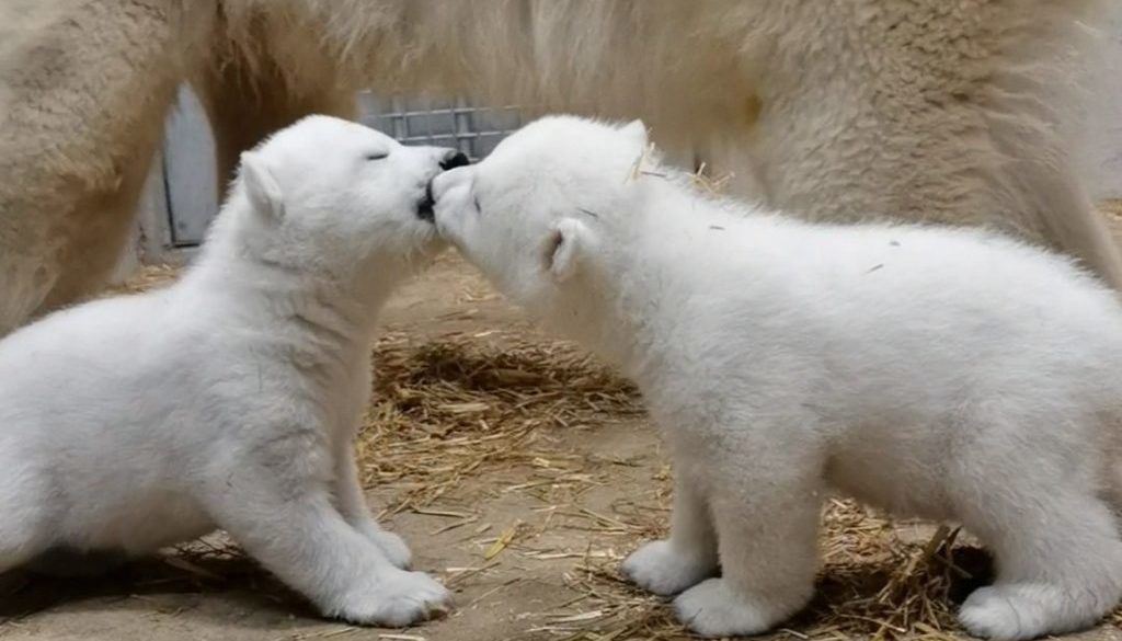 Screenshot_Eisbärennachwuchs-Foto-01_Zoo_Rostock