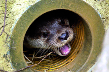 Fischotter_Zoo Rostock_Kloock