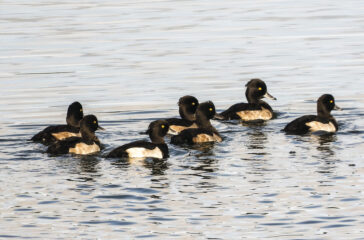 Reiherenten auf dem Schweriner See